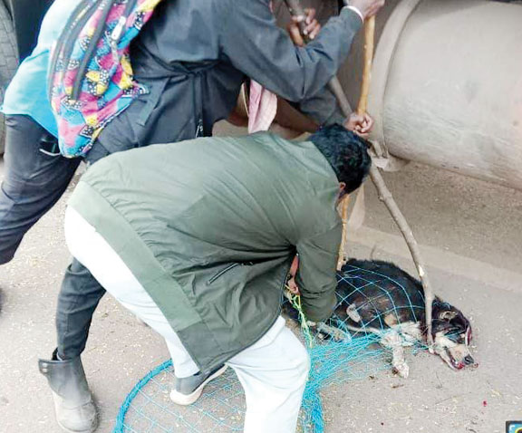 आवारा कुत्तों का वैक्सीनेशन अभियान तेज