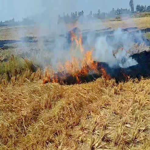 धान की कटाई के बाद पराली जला रहे किसान