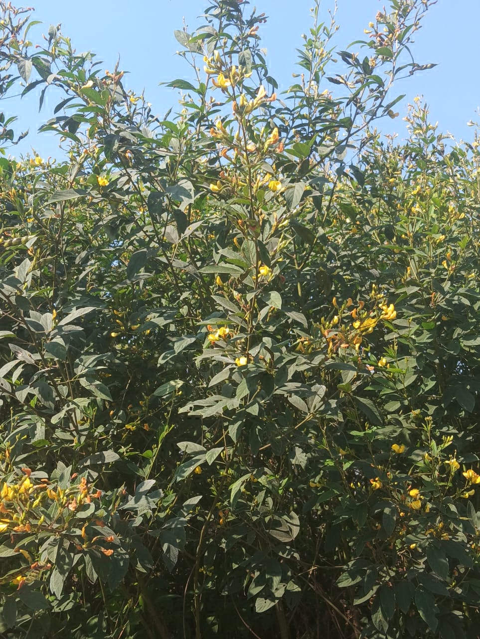  दलहन लहलहा रही, अच्छी पैदावार की उम्मीद