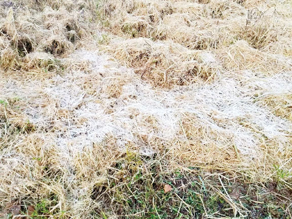 सरगुजा में पड़ रही है कड़ाके की ठंड, अंबिकापुर में पारा 4 डिग्री के करीब पहुंचा