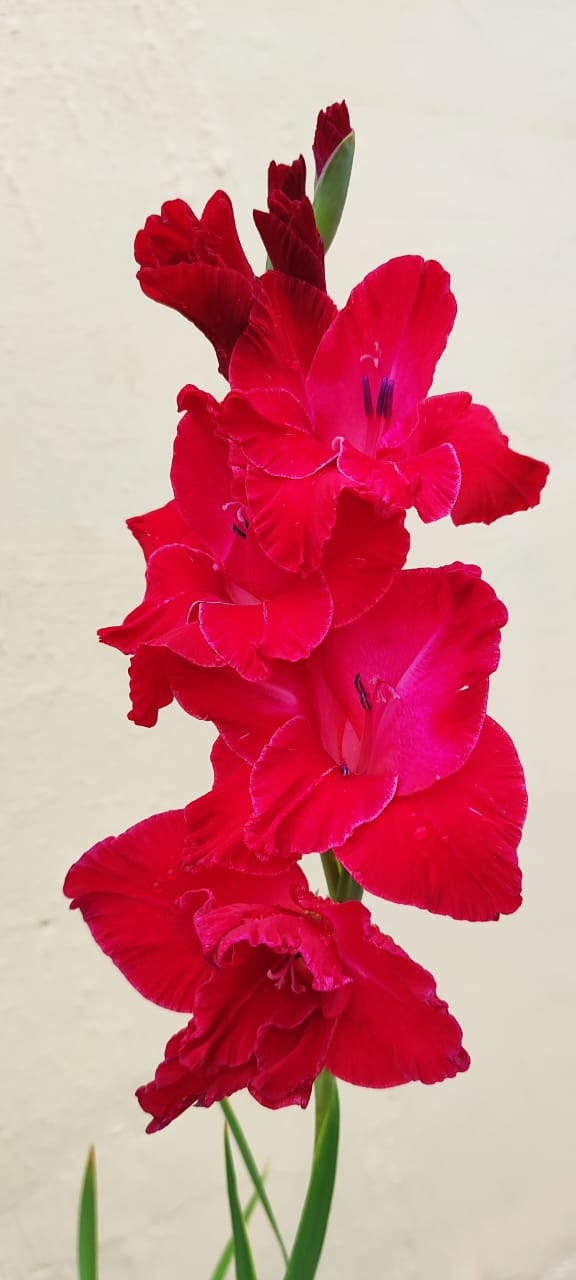 देशी-विदेशी फूलों की खूशबू से महक रहा आंगन