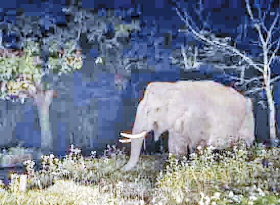 हाथी पहुंचा रायगढ़, तालाब में गिरने के बाद सुरक्षित बाहर निकाला