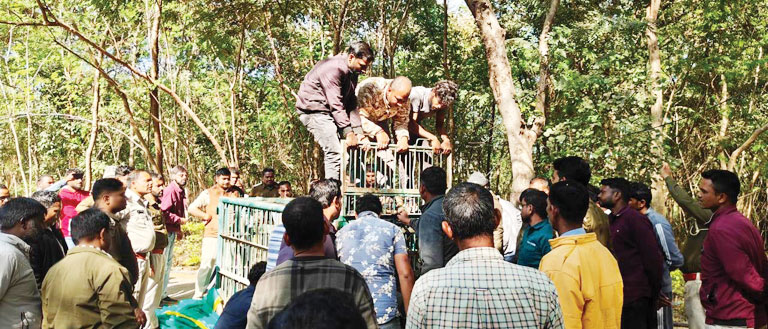 मादा भालू और दो बच्चों को सुरक्षित पकड़ा