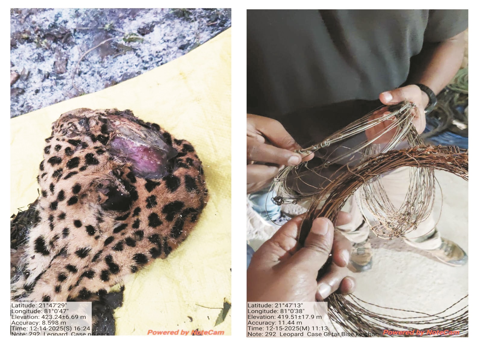 तेंदुए की मौत, 2 निलंबित, जांच