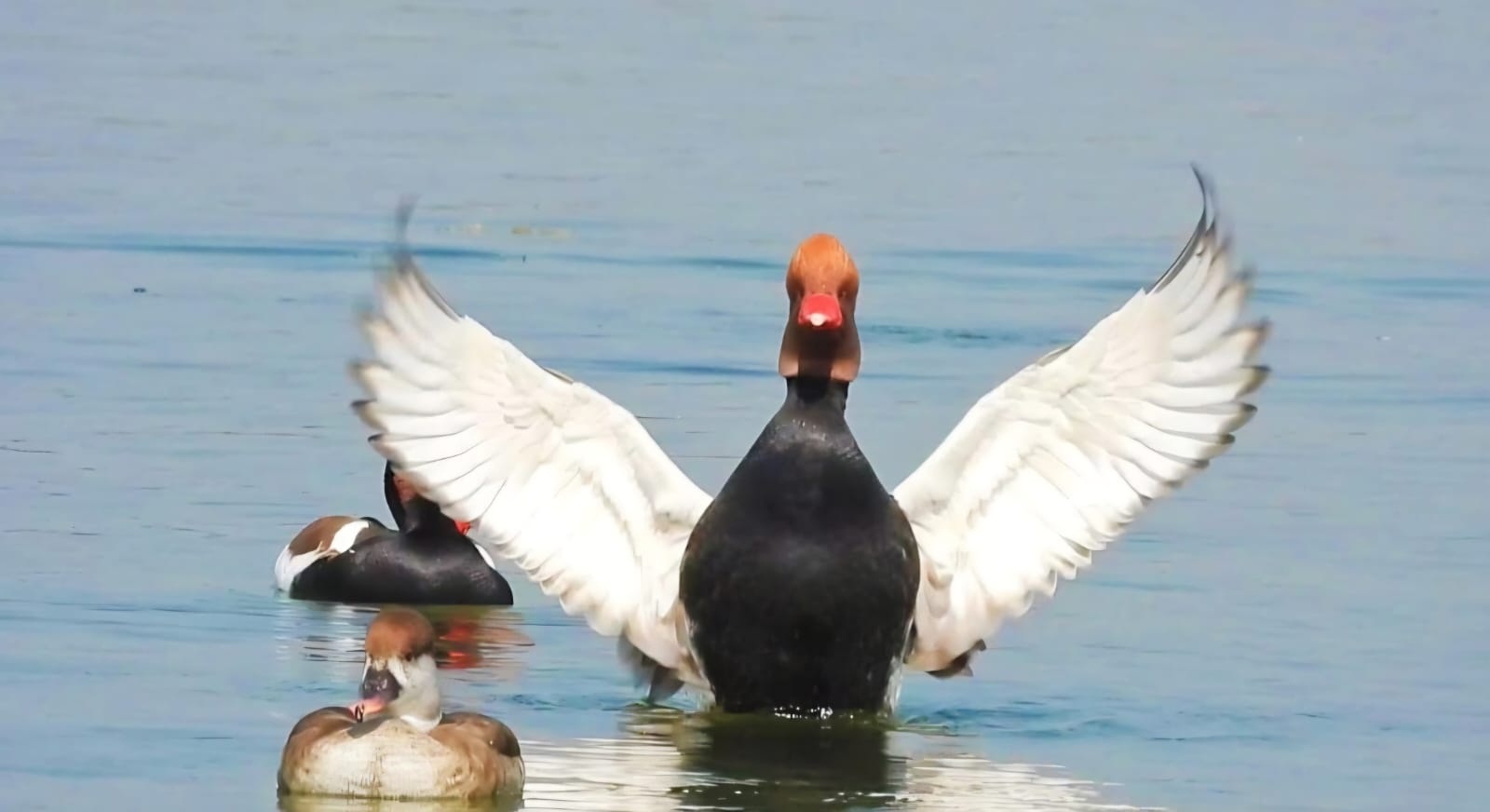 गिधवा परसदा पक्षी विहार सैलानियों से गुलजार