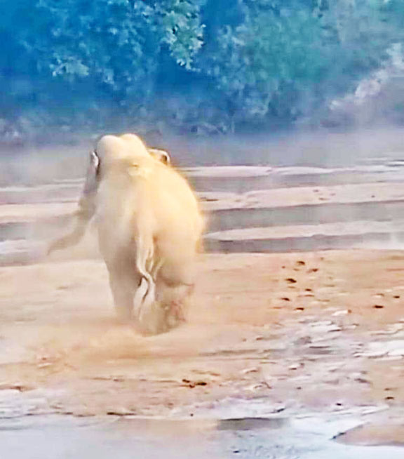 महान नदी में हाथियों की अठखेलियां बनीं आकर्षण का केंद्र