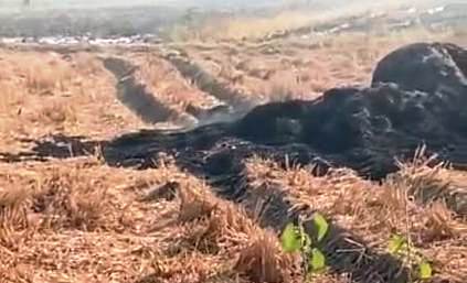 खेत में रखा 90 क्विंटल धान आग के हवाले