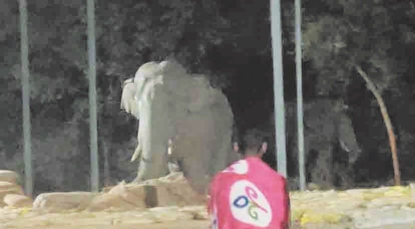 बंगुरसिया धान खरीदी केन्द्र रोजाना पहुंच रहे हाथी