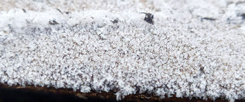 शीतलहर की चपेट में उत्तर छत्तीसगढ़, अंबिकापुर में पारा 3.5 डिग्री, 31 तक अलर्ट