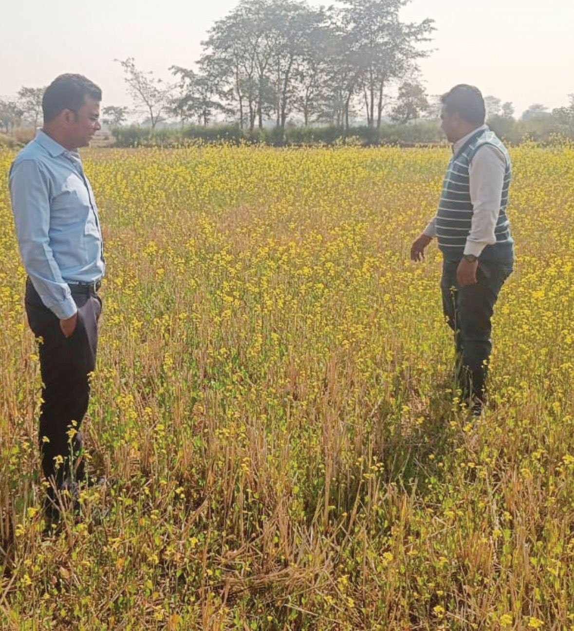 फसल चक्र परिवर्तन : मगरलोड ब्लॉक में 275 एकड़ में हो रही मूंगफली की खेती