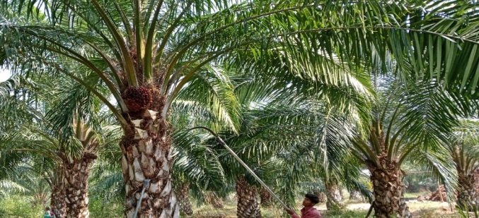 पाम तेल की खेती के लिए केंद्र सरकार द्वारा  1.30 लाख, राज्य शासन द्वारा 69,620 का अनुदान