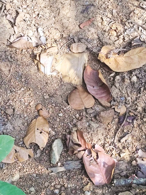 5 किलो का बम बरामद, किया नष्ट