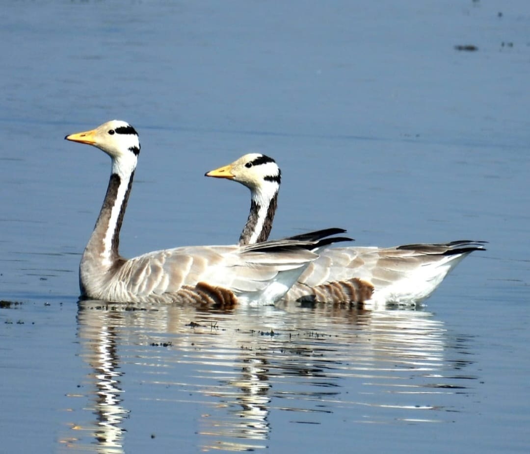 मंगोलिया से आए मेहमान,  पर्यटकों की बढऩे लगी रुचि 
