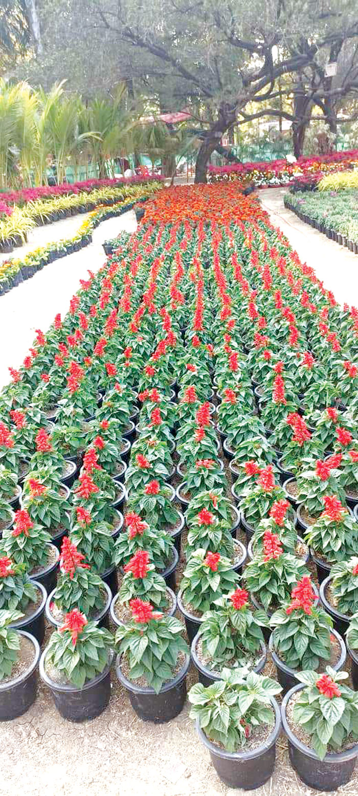 फ्लावर शो कल से