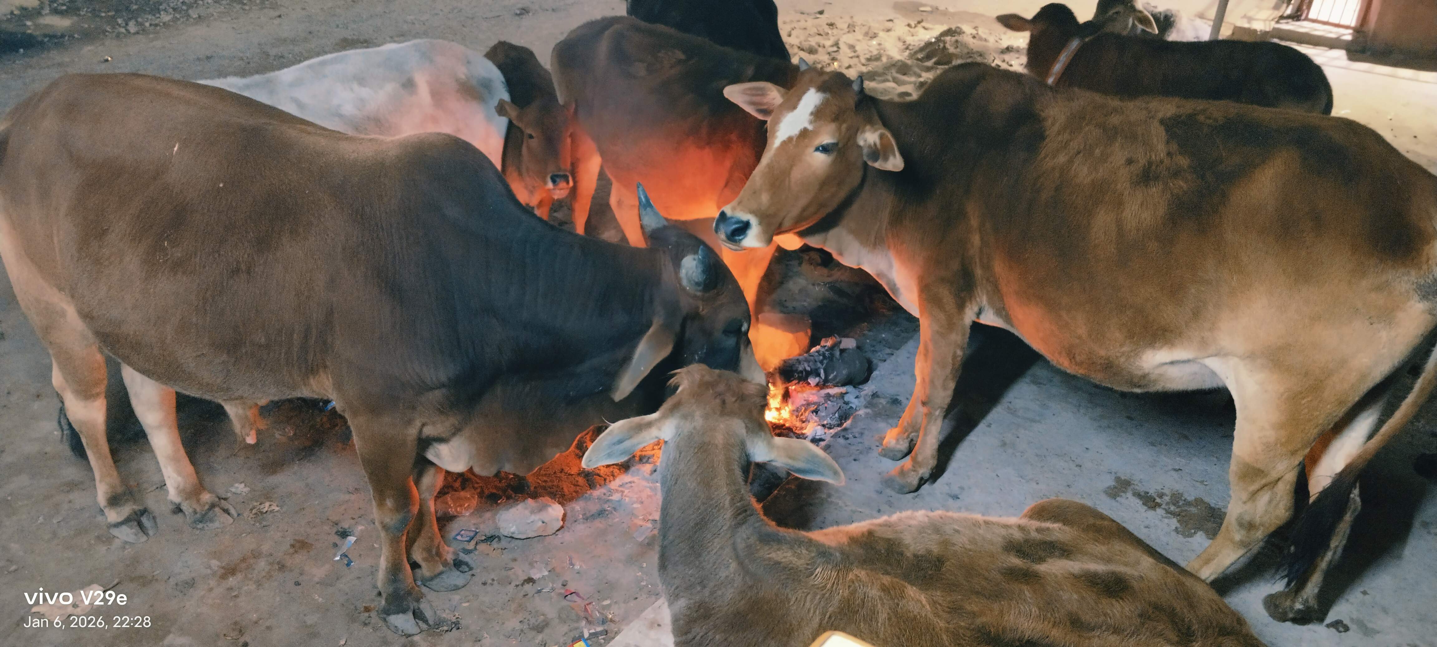 अलाव से ठंड दूर कर रहे मवेशी