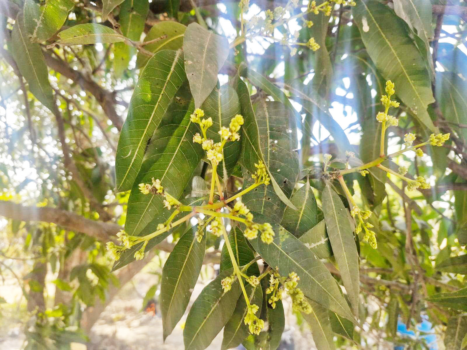 आम बौराए