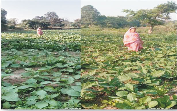 बाड़ी की सब्जियों से बदली किस्मत, सत्यशीला दीदी बनीं आत्मनिर्भर