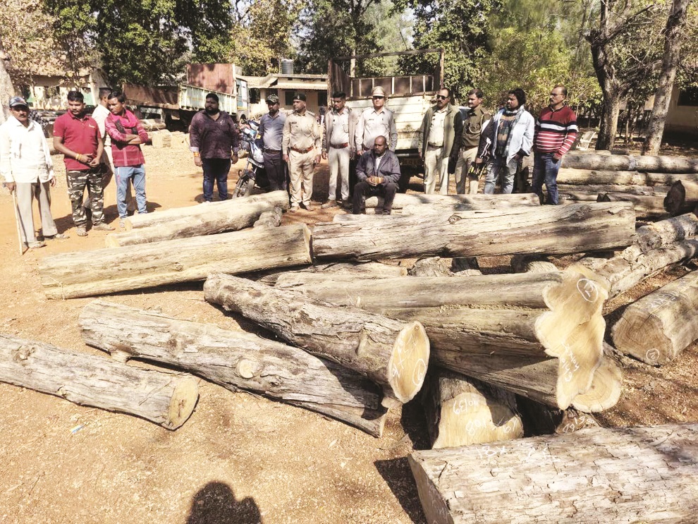 अवैध सागौन कटाई, एक आरोपी गिरफ्तार