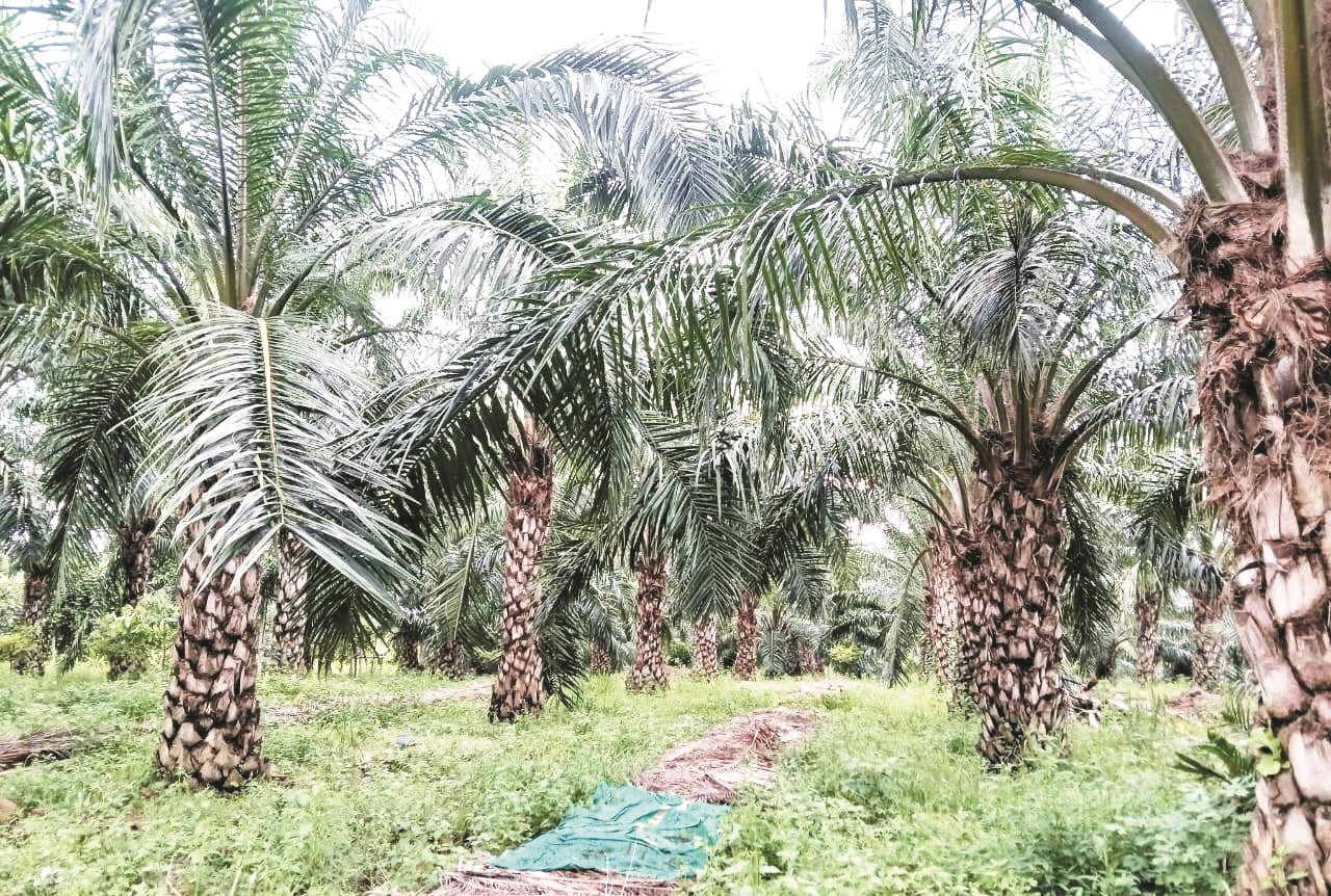 किसानों को ऑयल पॉम की खेती के लिए अतिरिक्त अनुदान