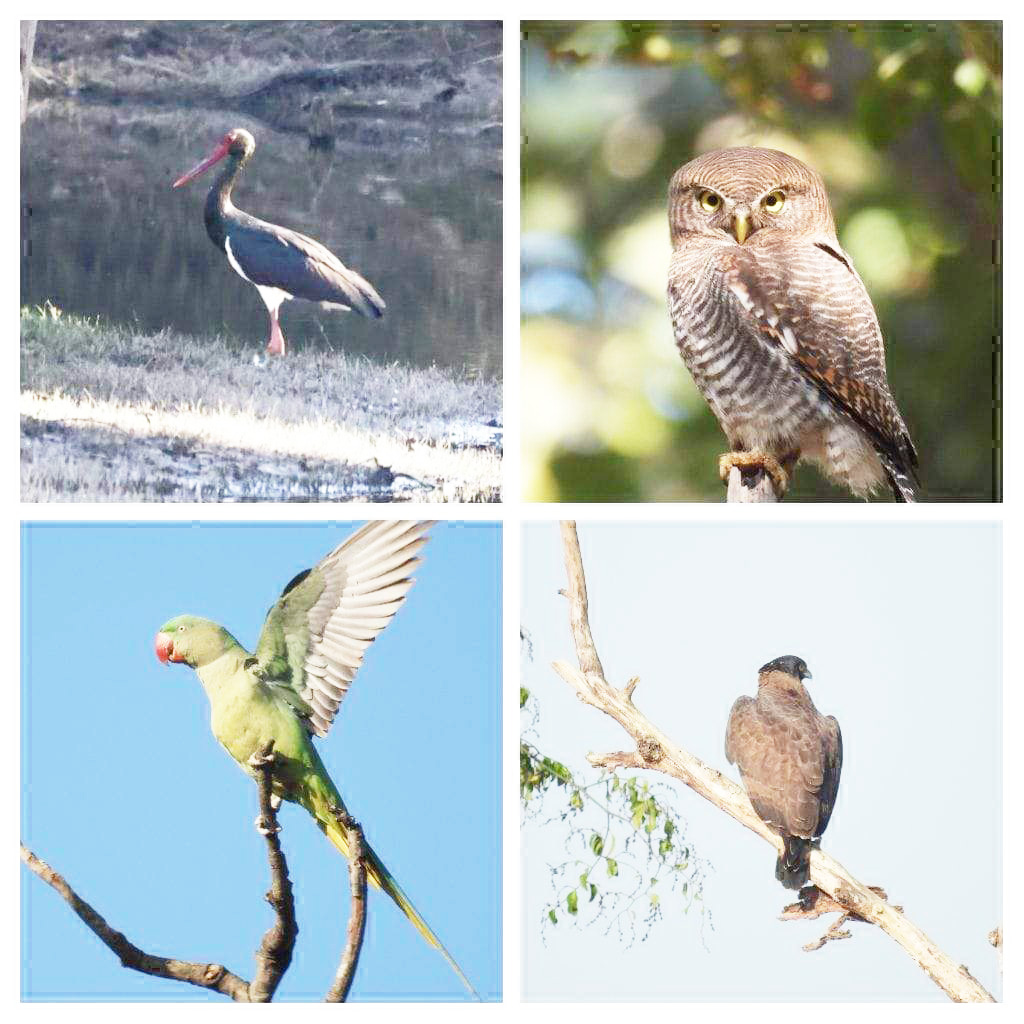 बारनावापारा अभयाण्य में बर्ड सर्वे, 200 से अधिक पक्षी प्रजातियों का रिकॉर्ड दर्ज