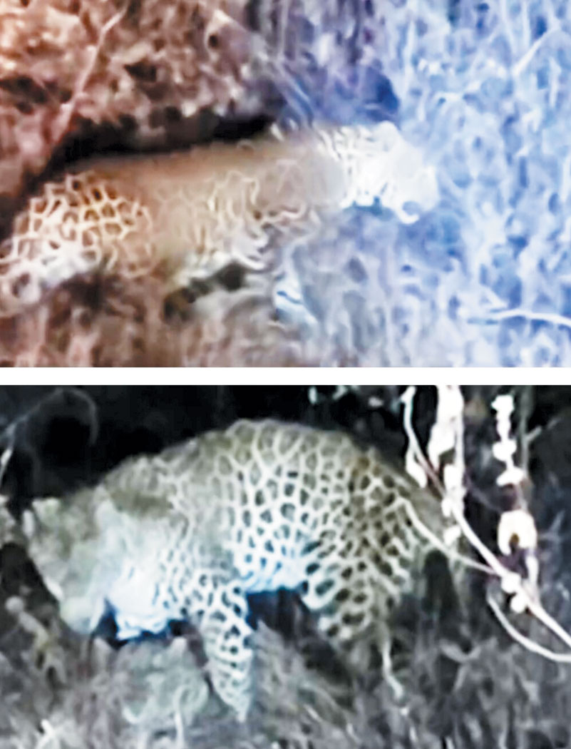 उदंती के जंगल में दिखे दो तेंदुए वन विभाग ने अलर्ट किया