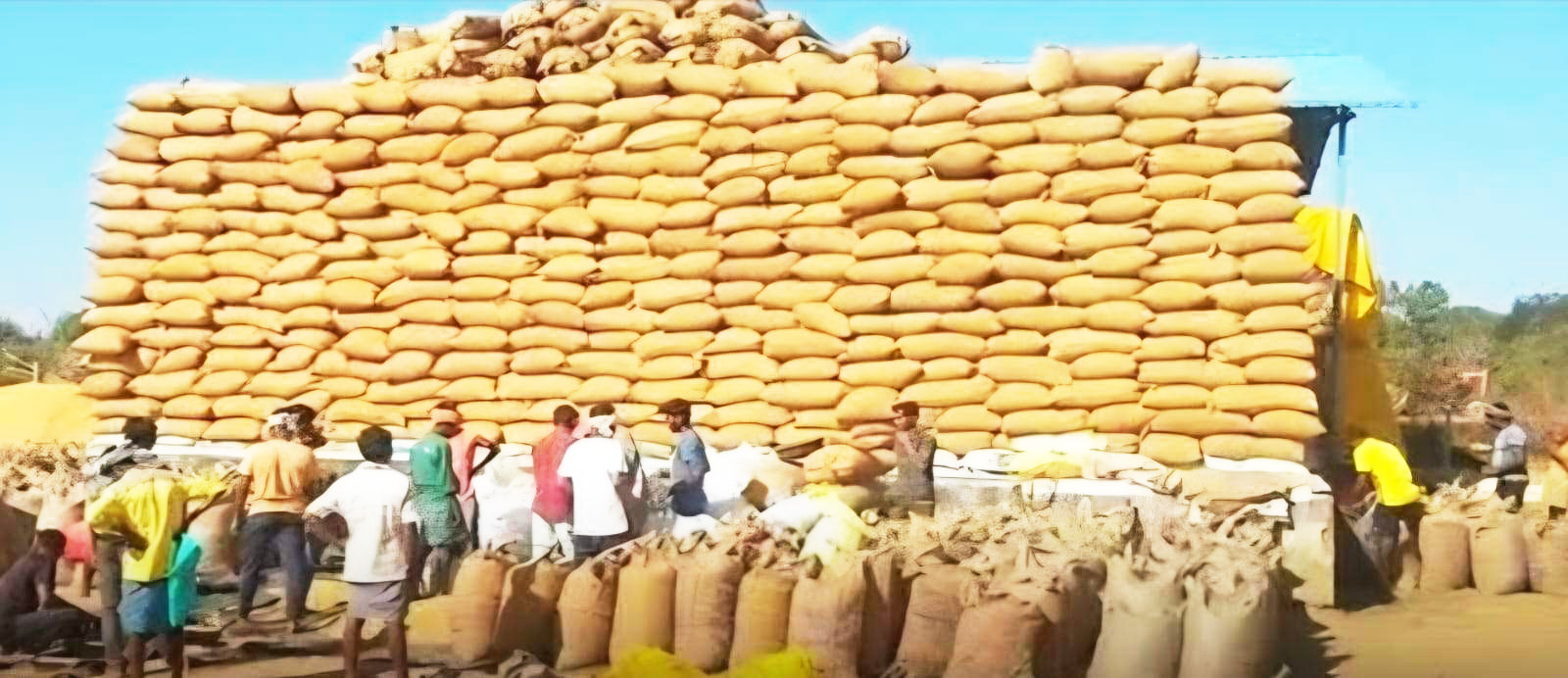 धान खरीदी 6 दिनों में 28 लाख टन खरीदी की चुनौती