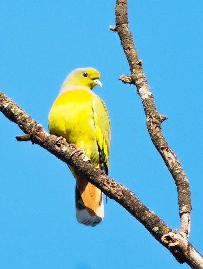 बारनवापारा अभयारण्य में बरसों बाद नजर आया दुर्लभ ऑरेंज-ब्रेस्टेड ग्रीन-पिजन