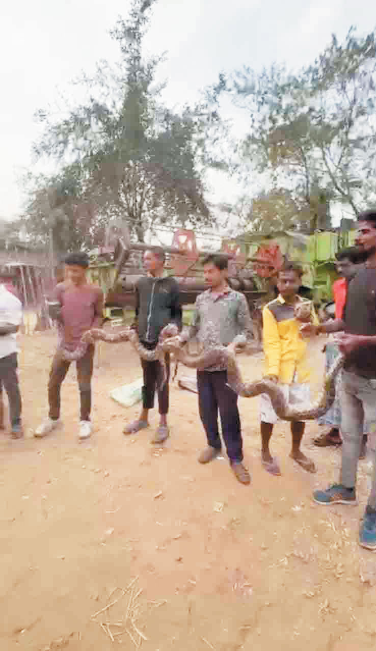  एक साथ 5 अजगरों को  सुरक्षित जंगल में छोड़ा