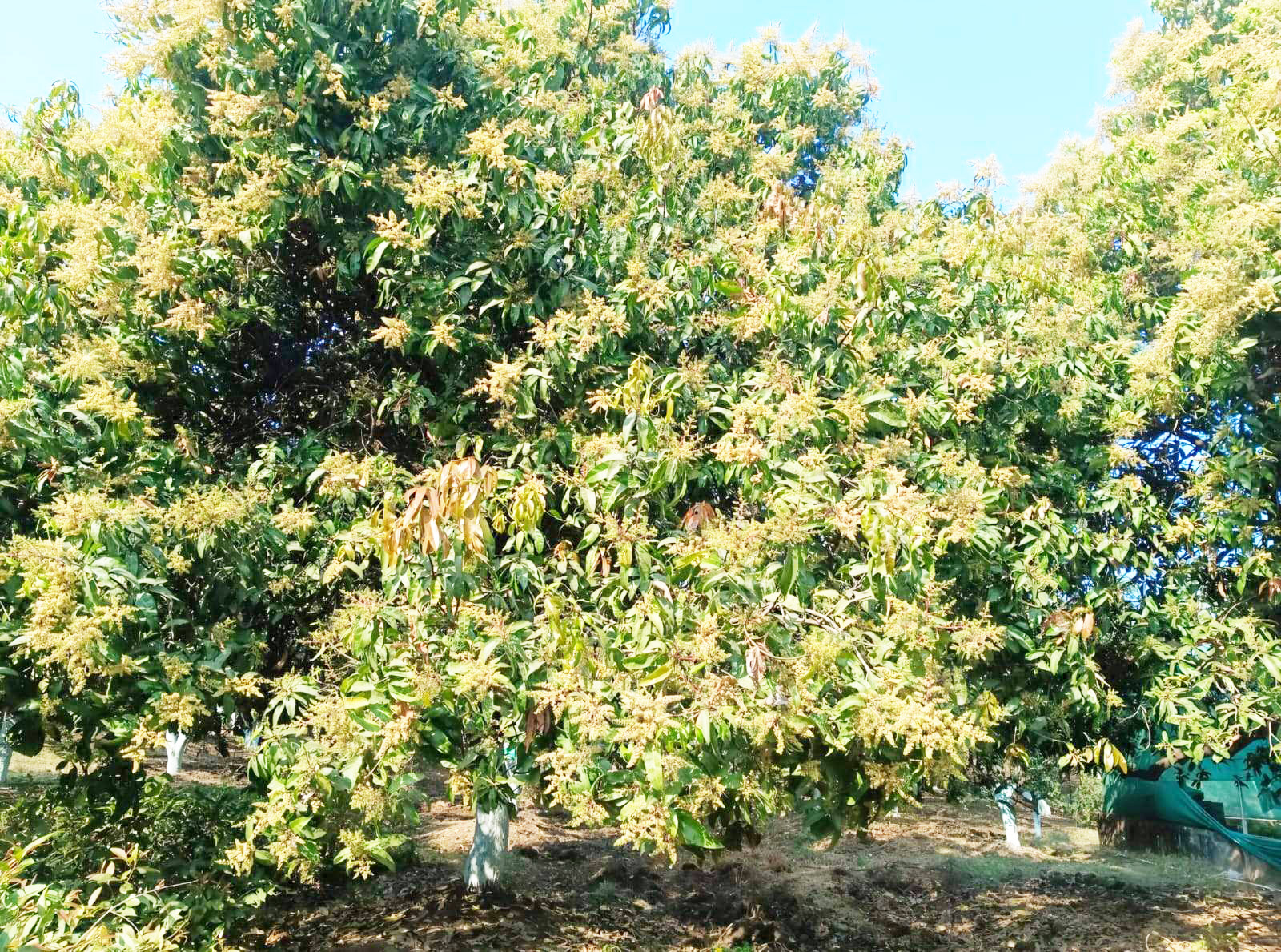 बसंत का संदेश लेकर आ गए आम...