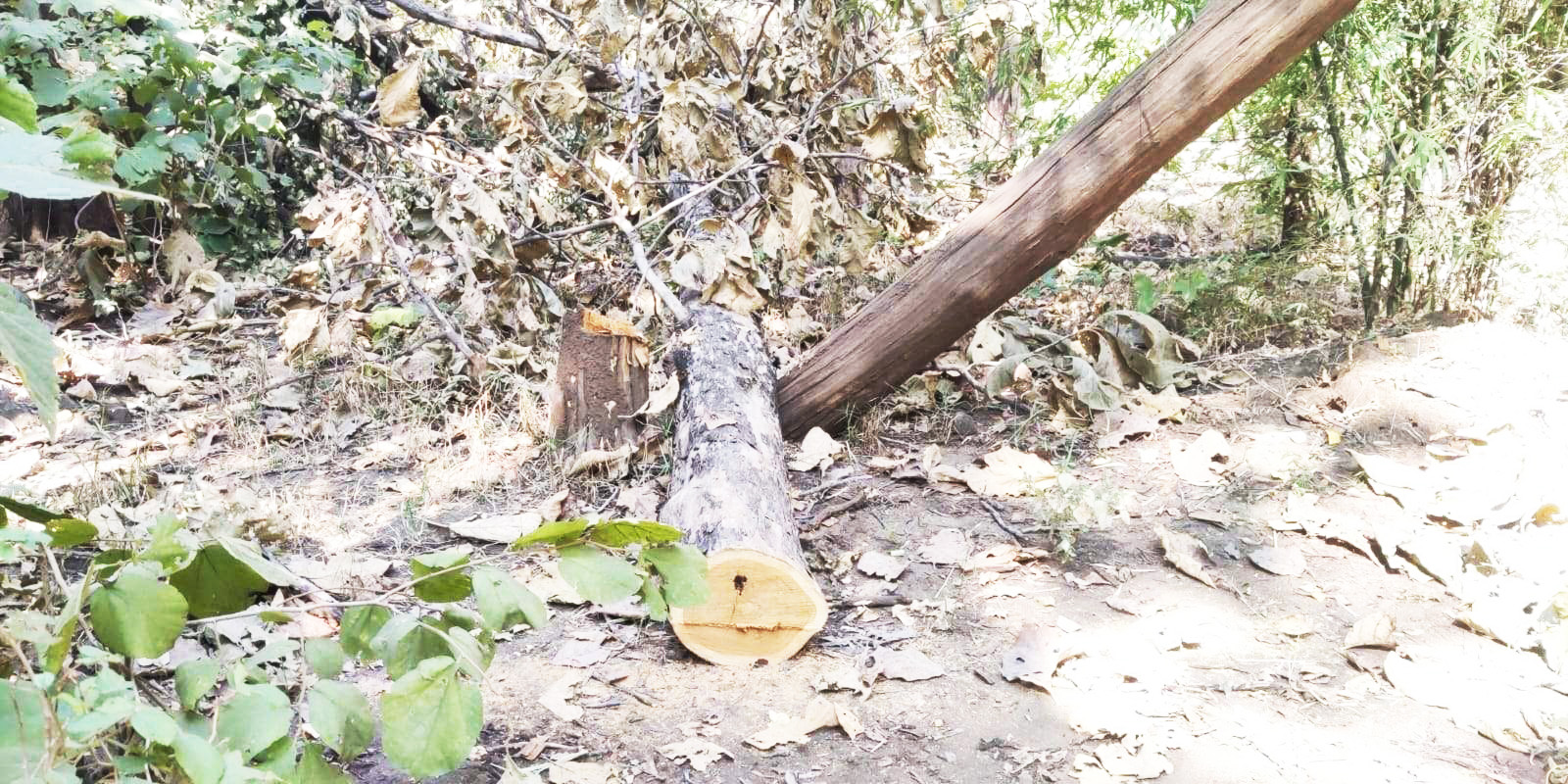 पिथौरा वन परिक्षेत्र में सागौन कटाई, वन रक्षक निलंबित, जांच जारी