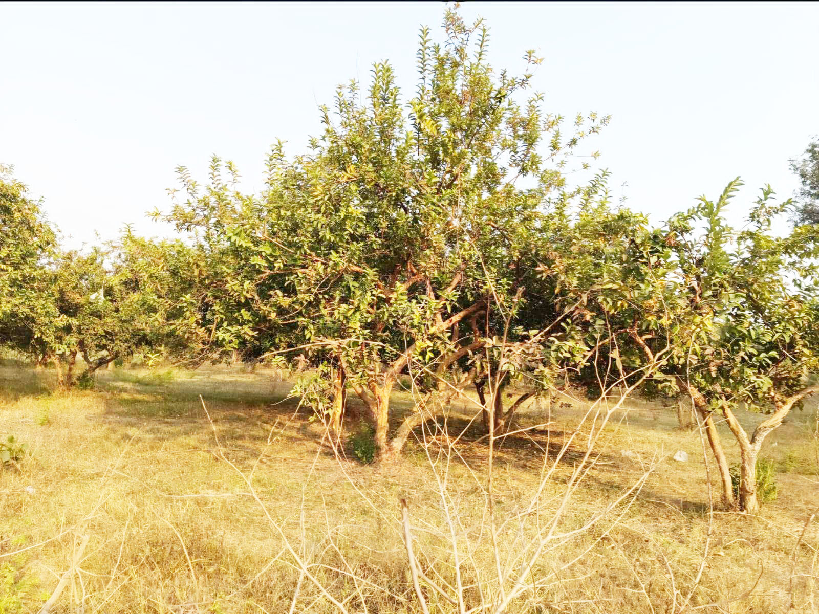 हाफ नदी के तट पर बसा गांव, कभी सौ एकड़ में लहलहाते थे बगीचे, अब गिनती के पौधे