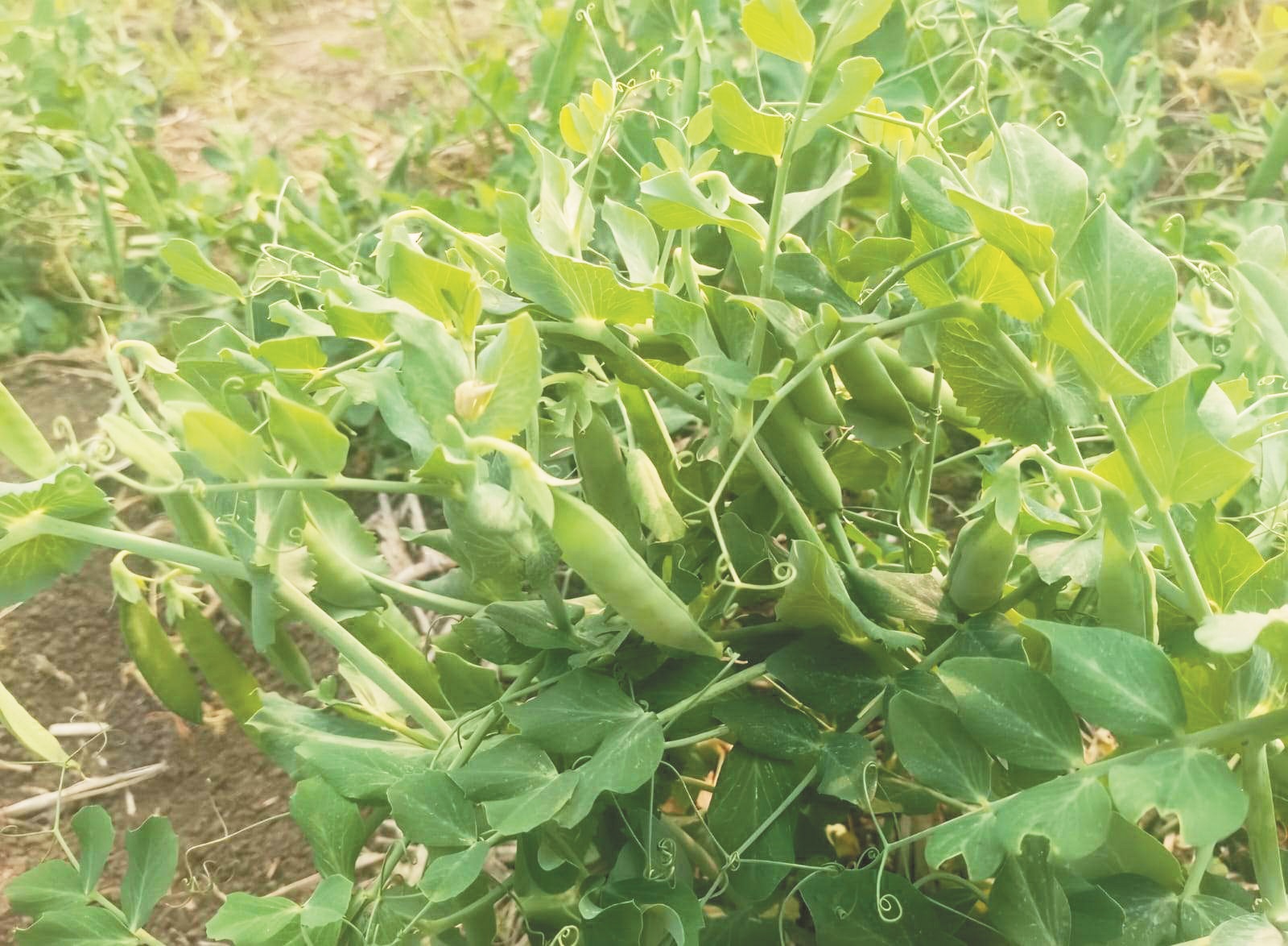 अरहर, मटर, तिवरा की फसल पर बढ़ा कीट का प्रकोप