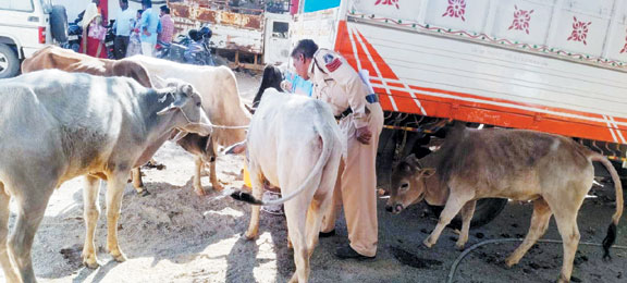 मवेशियों की तस्करी, 3 गिरफ्तार