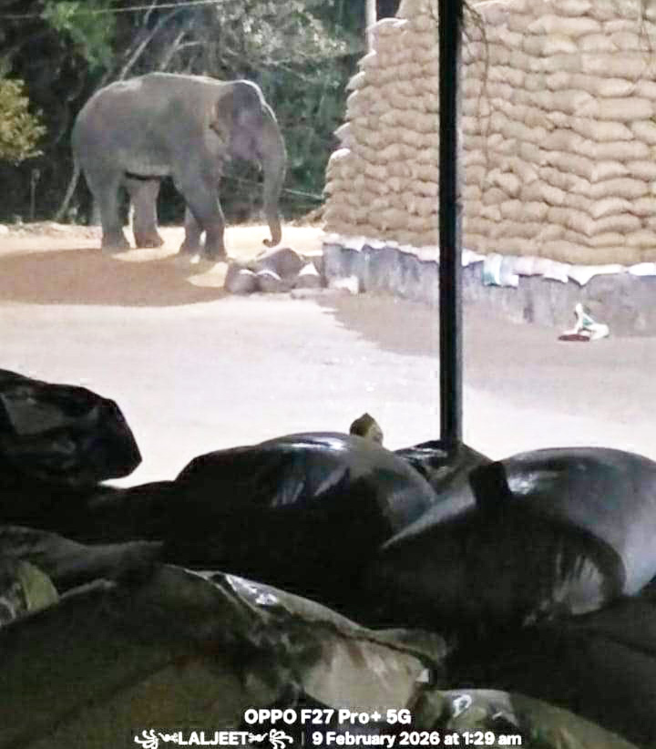 कुड़ेकेला धान मंडी में हाथी का आतंक