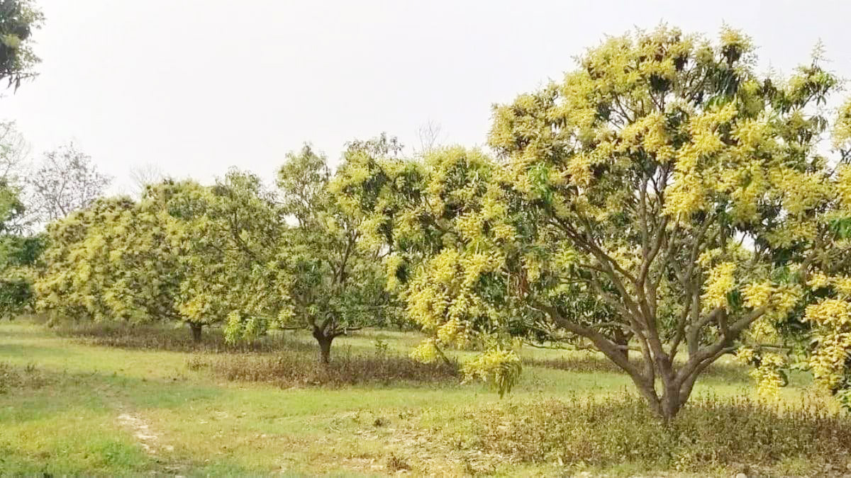 बसना-बागबाहरा-पिथौरा के आम बगीचे में घने बौर, किसानों को बम्पर उत्पादन की उम्मीद
