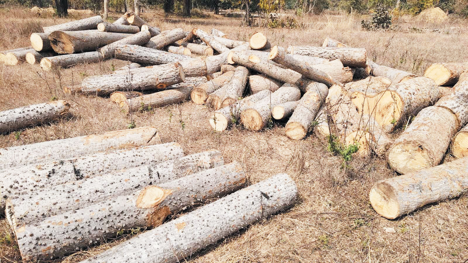 डोंगरीपाली क्षेत्र में सेमल पेड़ों की कटाई के आरोप