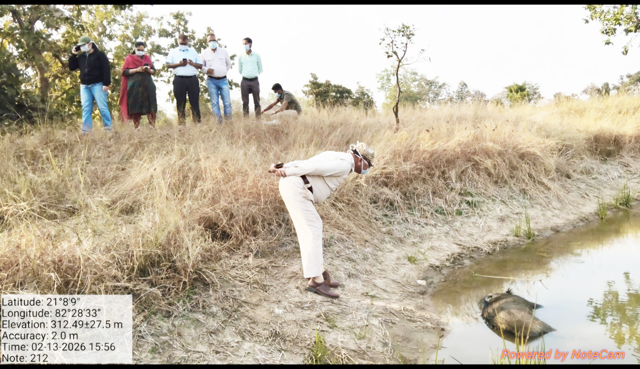बगारपाली क्षेत्र में मृत जंगली सूअरों की संख्या 15 पहुंची