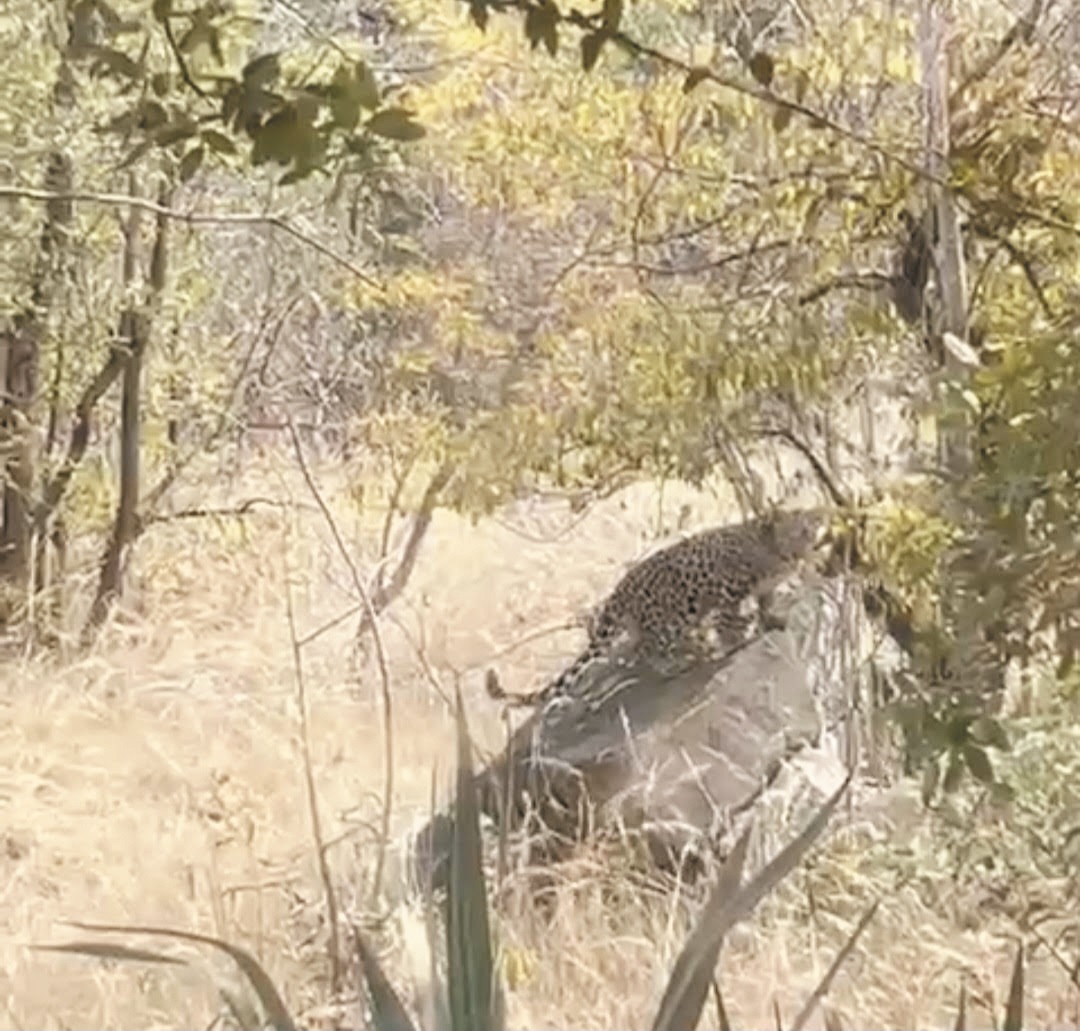 तेंदुआ सडक़ पार करते दिखा