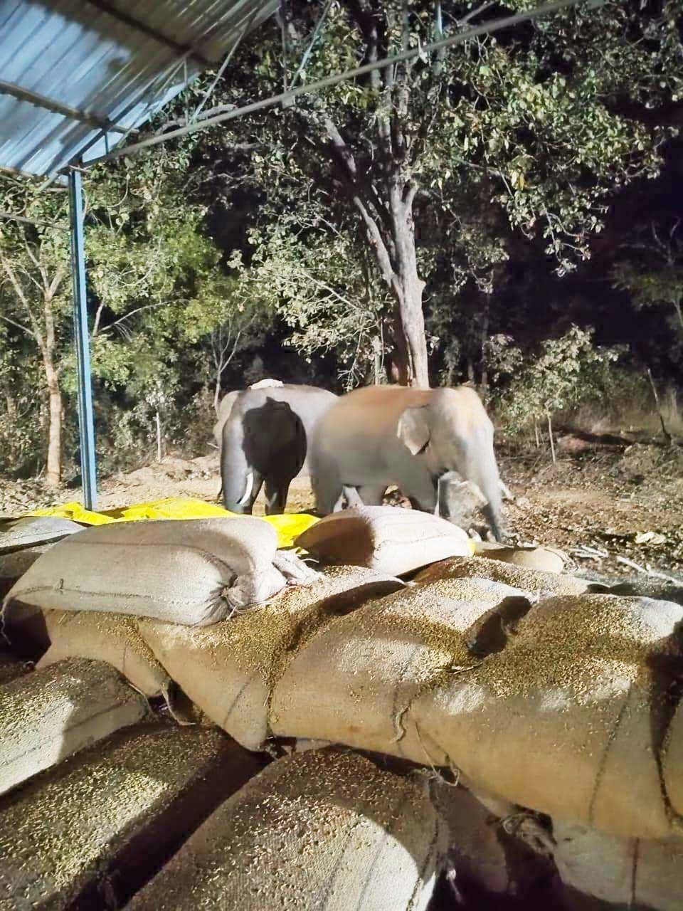 धान खरीदी केन्द्र पहुंचे हाथी