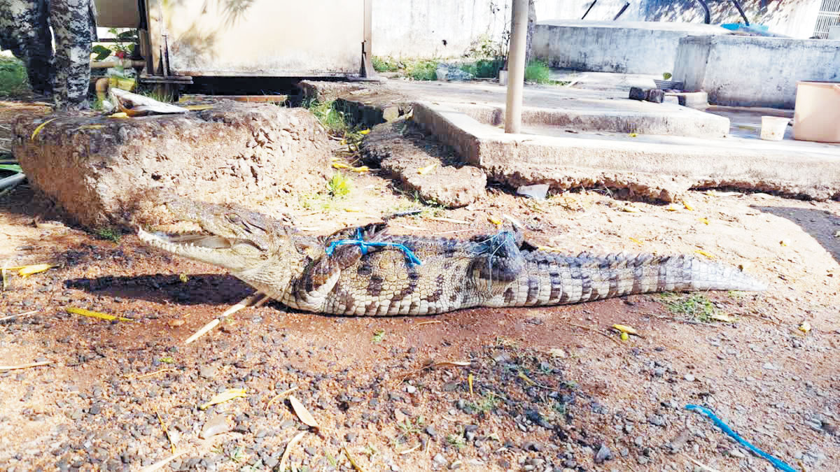 मछली के जाल में फंसा मगरमच्छ