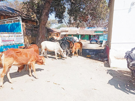 6 मवेशियों को कराया मुक्त, तस्कर गिरफ्तार