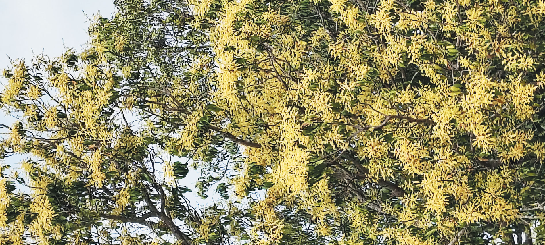 बौर से लदे आम के पेड़,  बम्पर पैदावार की उम्मीद