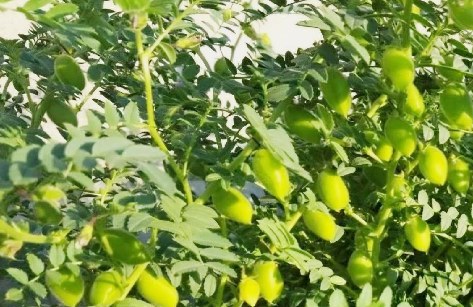 पीएम आशा योजना: ओन्हारी फसलों की खरीदी शुरू