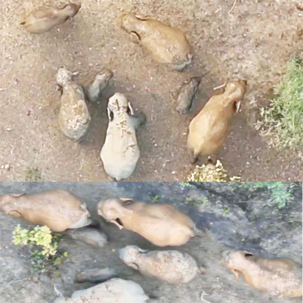 सुरक्षित घेरे में विचरण करते दिखे हाथी के बच्चे