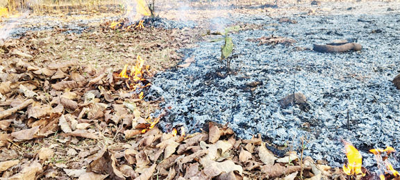 वनों में आग से पौधे नष्ट