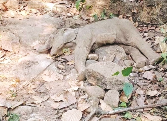 झींगोल परिसर में मादा हाथी का शव