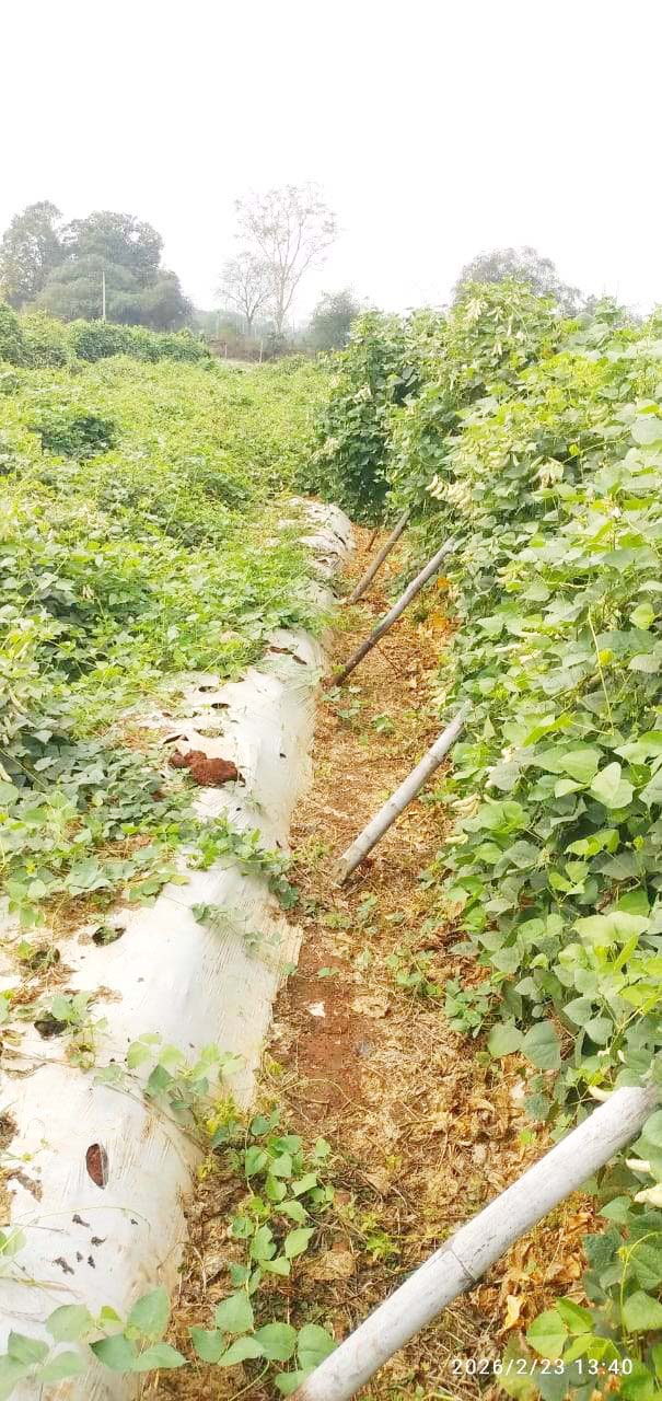 बेमौसम बारिश, रबी और सब्जी की फसल को नुकसान