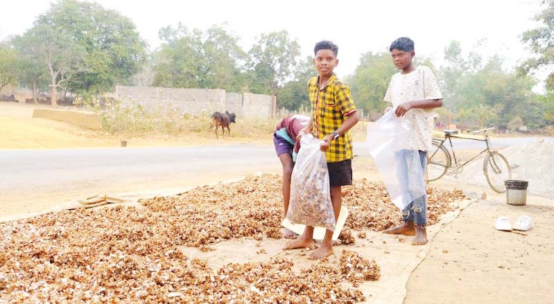 बस्तर की इमली से जुड़ा आजीविका का सहारा