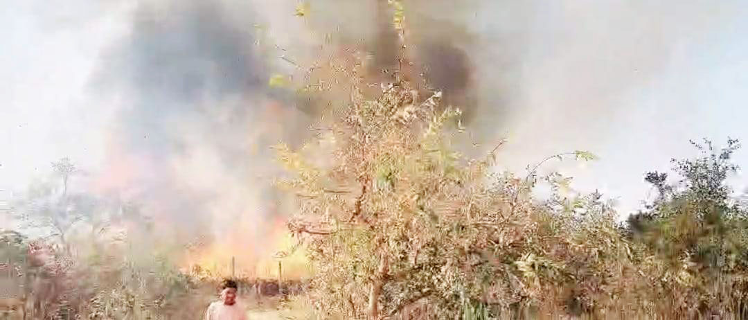 आग से सैकड़ों पेड़ खाक