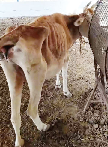  गोठान में भूख-प्यास से तड़पते मवेशी, वीडियो फैला